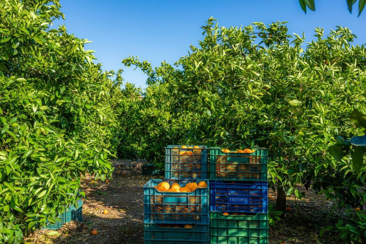 Finca Ca'S Curial - Agroturismo - Adults Only Sóller Kültér fotó